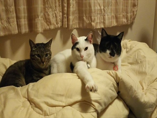 水戸市でペット 犬や猫と暮らす家の外壁塗装・安心施工のポイント