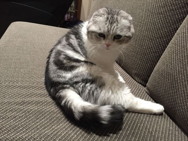 水戸市ペット