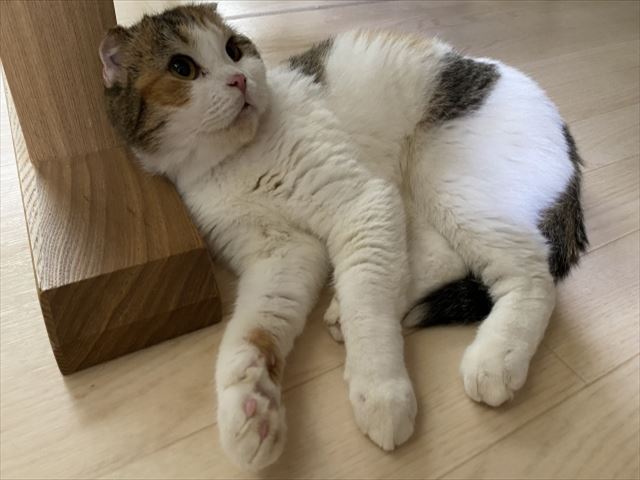 水戸市ペットのいるお宅